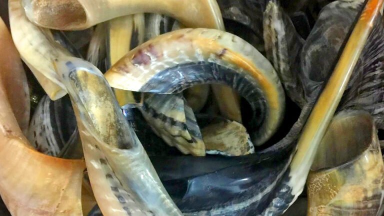 In Jewish tradition, the shofar, or ram’s horn, is sounded every day during the month of Elul.