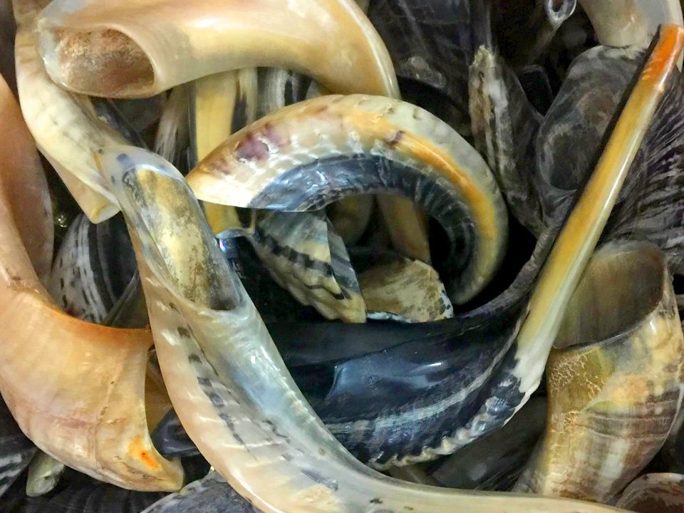 In Jewish tradition, the shofar, or ram’s horn, is sounded every day during the month of Elul.